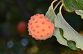 Plodenství dřínu japonského (Cornus kousa)