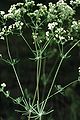 Galium glaucum - Zeegroen walstro