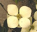 Pseudanthium des Asiatischen Blüten-Hartriegels (Cornus kousa) mit vier kronblattartigen Brakteen.