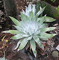 Dudleya anthonyi