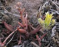 Dudleya abramsii