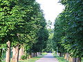 Avenue in Stupava