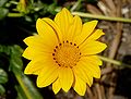 Gazania rigens (flower)