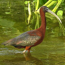 Skestork (øverst) og sort ibis (nederst), de to arter der forekommer i Danmark