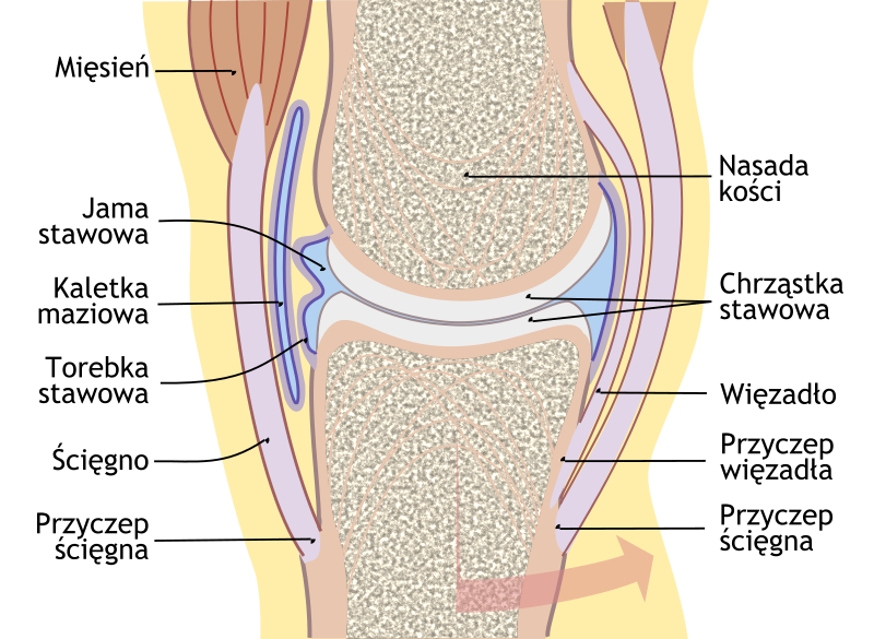 File:Joint pl.svg