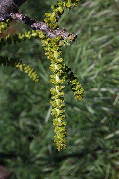 File:Juglans californica-7.jpg