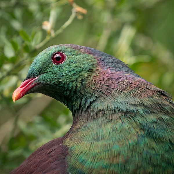 File:Kereru profile.jpg