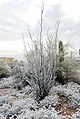 Ocotillo en Tucson, Arizona, Estados Unidos