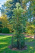 Wollemia, the world's rarest tree