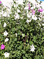 Pensaspetunia (Petunia axillaris)