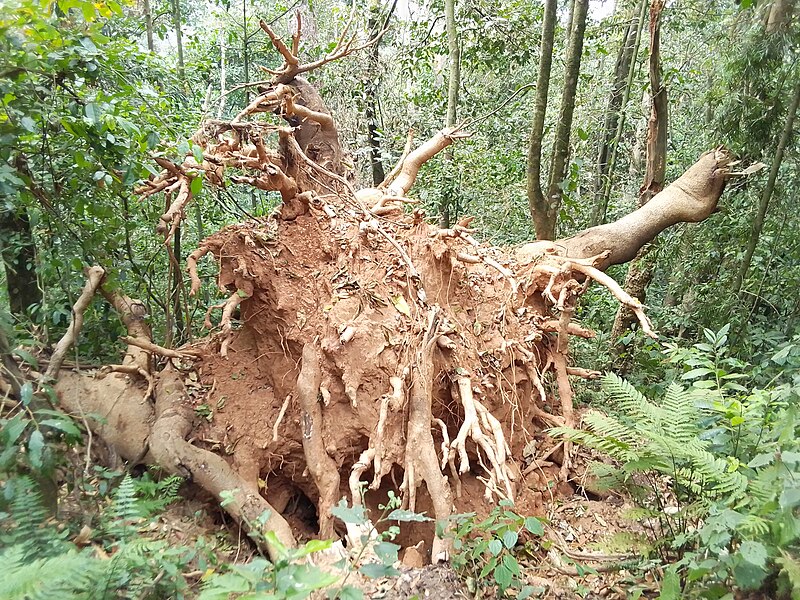 File:Arbre de kibira est tombé.jpg