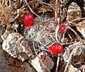 Mammillaria tetrancistra