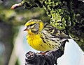 European serin