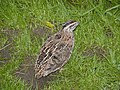 Common quail