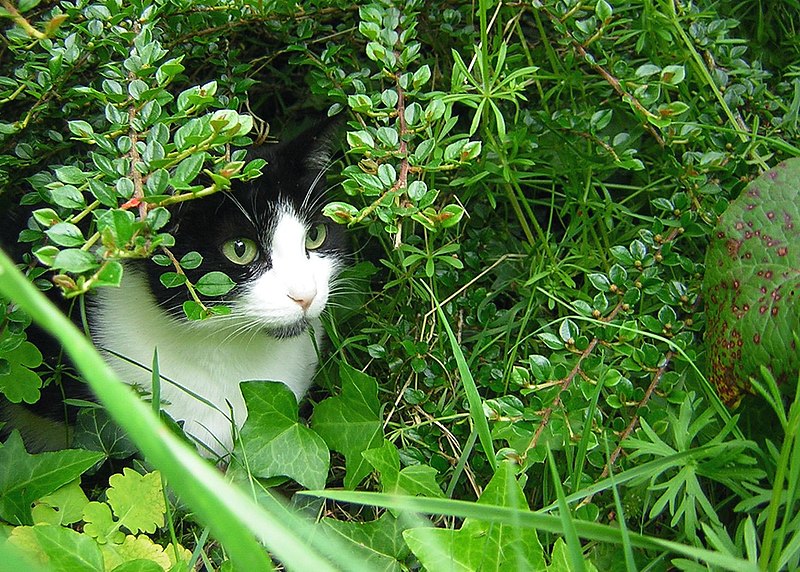 File:Black and white cat named Leafy-zenera-06.jpg