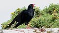 Red-billed chough