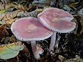 Mycena rosea