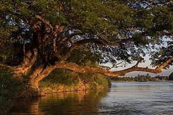 Trunk leaning over the water in Si Phan Don, Laos