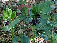 Vicia narbonensis