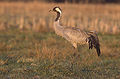 Common crane