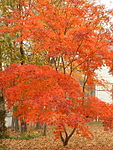 Japanese maple