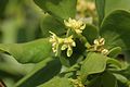 Loranthus europaeus (Loranthaceae)