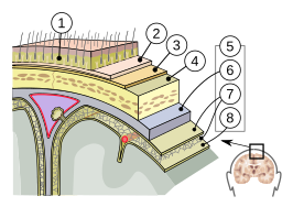 1=huid, 2=aponeurose, 3=beenvlies, 4=schedel, 5=hersenvliezen: 6=hard hersenvlies, 7=spinnenwebvlies, 8=zacht hersenvlies