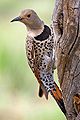 Northern Flicker