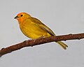 Saffron Finch