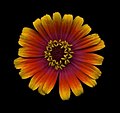 Zinnia bicolor