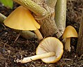 Gold-Samthäubchen Conocybe aurea