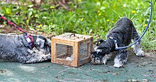 Two terrier dogs sniff a box made of wood and wire holding white mice as they prepare for an earthdog trial.