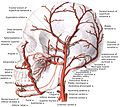 External carotid artery with branches