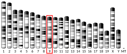 Chromosome 9 (mouse)