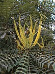 Mahonia lomariifolia