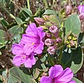 Mirabilis multiflora