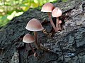 Mycena haematopus