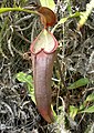 Nepenthes beccariana