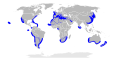 Verbreitungsgebiet Glatten Hammerhais