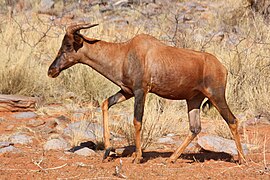 Désert du Kalahari, Afrique du Sud.