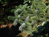 Foliage, var 'glauca'