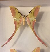 Actias rhodopneuma