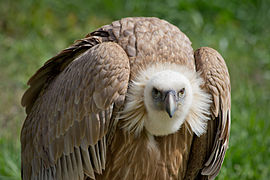 Vultur sur (Gyps fulvus)