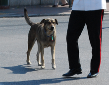 Loukanikos in action by Jean Housen cropped.png