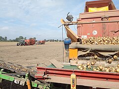 Achterzijde van lossende kipper op droge akker