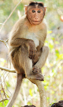 ลิงกังหัน Macaca radiata Mangaon, มหาราษฏระ, อินเดีย