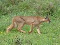 Caracal caracal