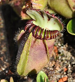 Cephalotus follicularis