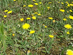 Ureche de șoarece dinarian (Hieracium Pilosella)