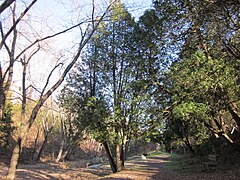 Thuja occidentalis.